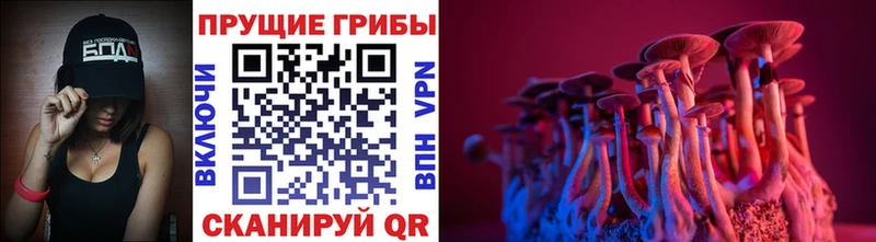 Галлюциногенные грибы Psilocybe  Куса 